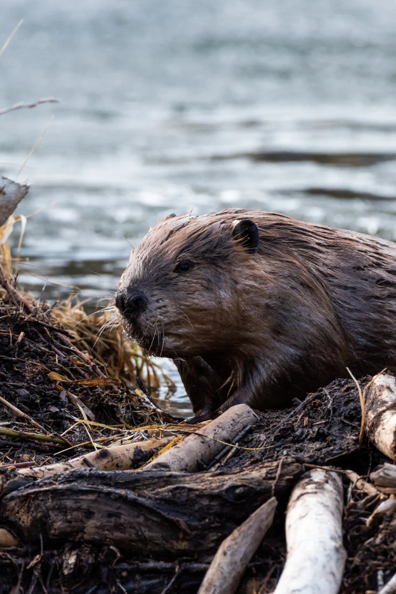 A beaver building its dam on a riverbank